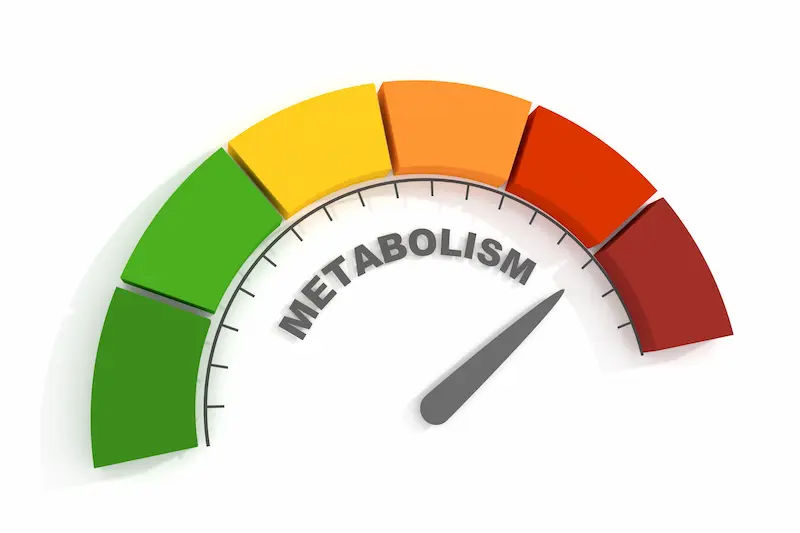 How to Slow Down Your Metabolism A Practical Guide